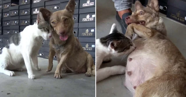 Çöpte bulunan kediye depremzede köpek annelik yapıyor Aktüel Haberleri