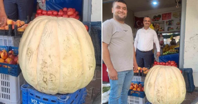 Bu bal kabağı tam 85 kilo Aktüel Haberleri