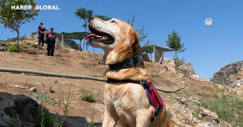 Kadavra arama köpeği Pusat jandarmanın en büyük yardımcısı