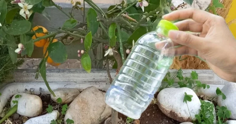 Pet şişe ile hasat yaptı, verimi 2 kat arttı Sözcü Gazetesi