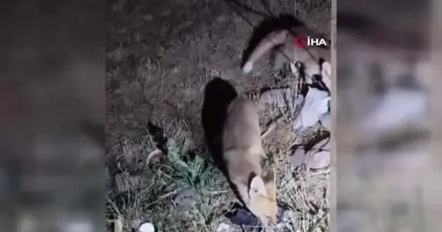 Tilki ile arıcının gülümseten anları: Gel aşure yiyin gel