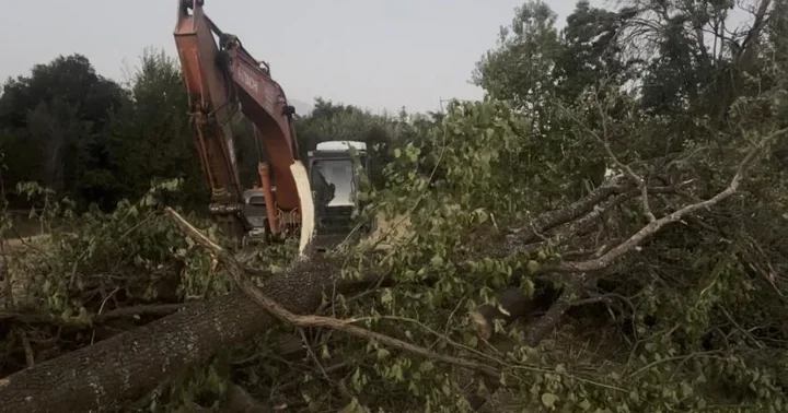 Erzincan da kanal çalışması sırasında devrilen ağacın altında kalan kişi hayatını kaybetti