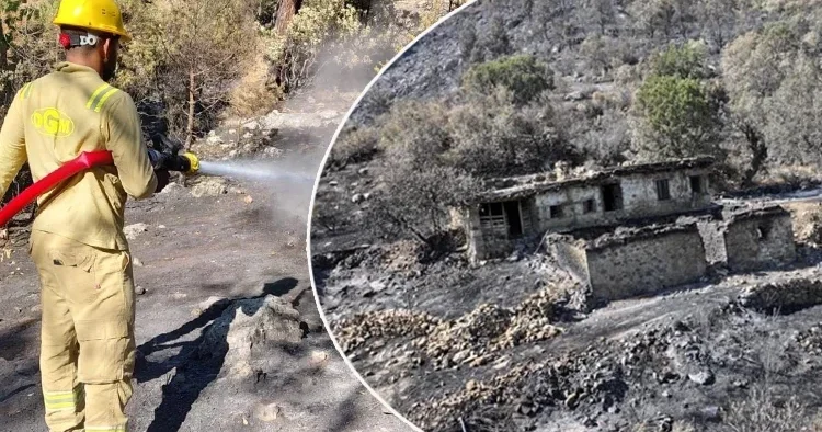 Orman yangınından geriye kalan acı manzara