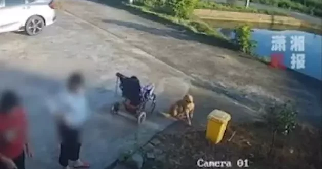 Konuşmaya dalan annenin zor anları!