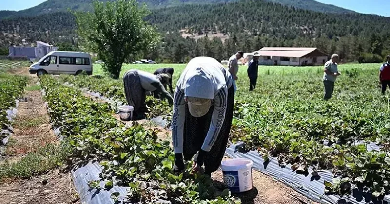 20 yıl önce tarlasına ekti, karını duyan sıraya giriyor: 50 ülkeye ihraç ediyor Sözcü Gazetesi