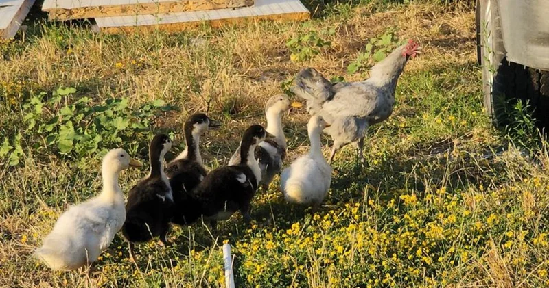 Amasya da tavuk ördek yavrularına annelik yapıyor