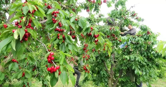 Tokat ın özel kirazını don felaketi vurdu! 5 milyon dolarlık kayıp yaşandı: 1 kilo bile ürün alamadık