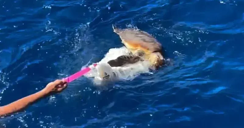 Küresel Sumud Filosu, plastik atıklara takılmış Caretta yı kurtardı