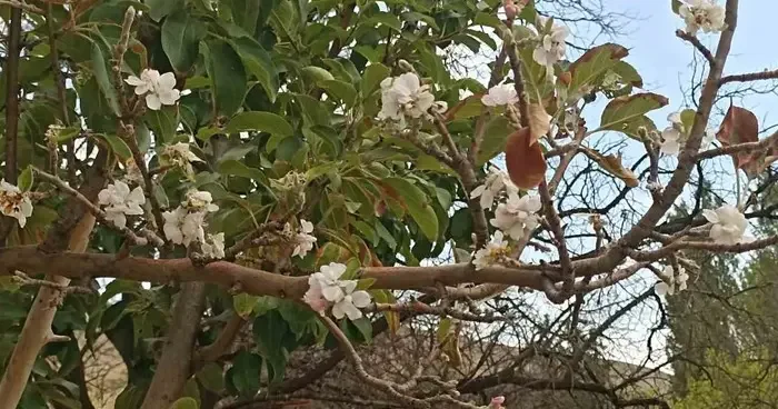 Sonbaharda çiçek açan ağaç görenleri hayrete düşürdü