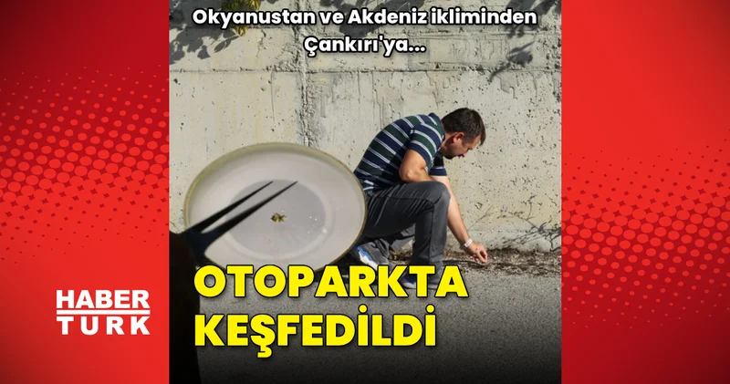 Okyanus tan ve Akdeniz den Çankırı ya... Otoparkta keşfedildi