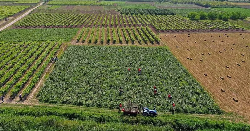 Çiftçilere bugün 4,5 milyar liralık destekleme ödemesi yapılacak