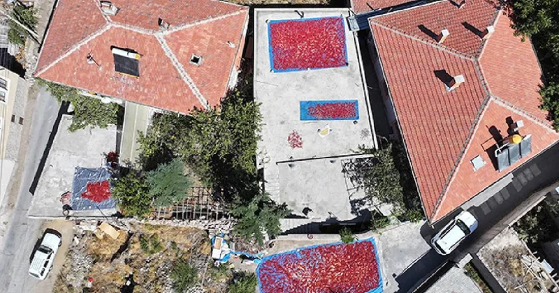 Hasat sonrası dam ve bahçelerde kurutmaya bırakıldı: Dışarı çıkan hüngür hüngür ağlıyor Sözcü Gazetesi