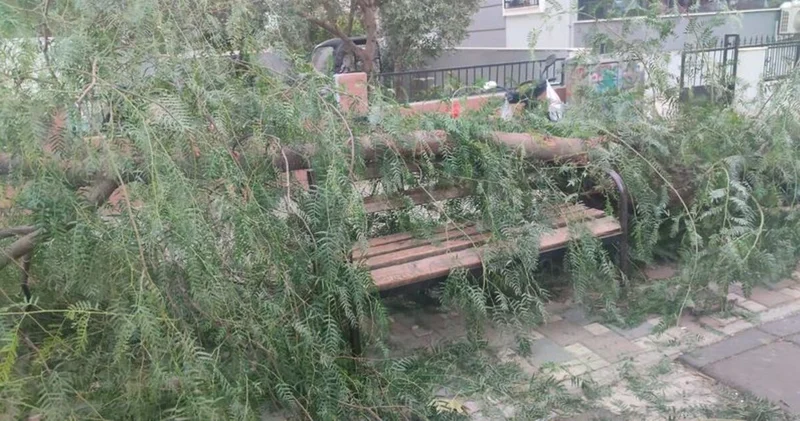 İzmir de ağacın devrilmesi sonucu 2 kişi yaralandı Güncel haberler