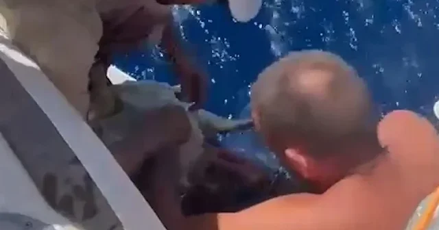 Küresel Sumud Filosu yolcuları deniz kaplumbağasını kurtardı VİDEO İZLE