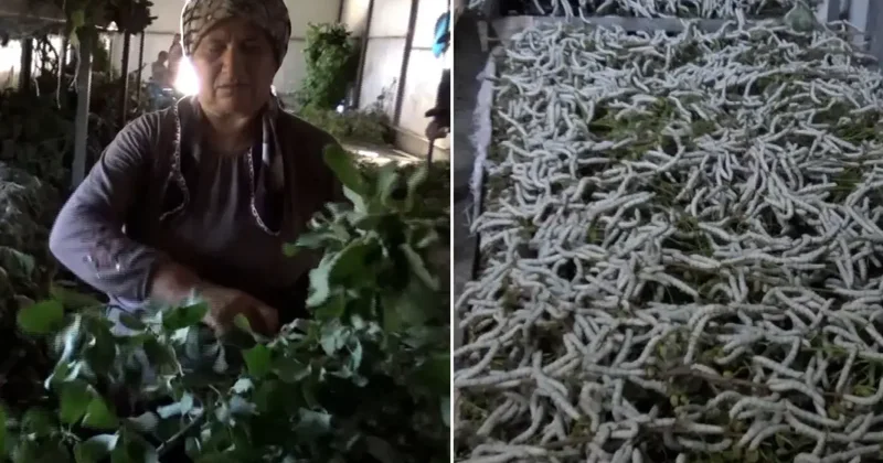 Kilosu 1000 liradan satılan ürün 150 ailenin en önemli geçim kaynağı