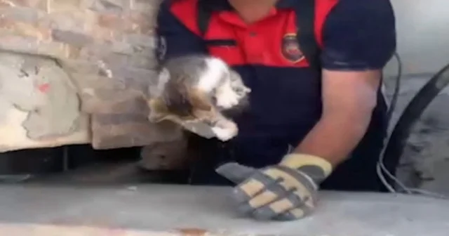 Duvar boşluğuna sıkışan minik kedi itfaiyenin şefkatiyle kurtarıldı VİDEO İZLE