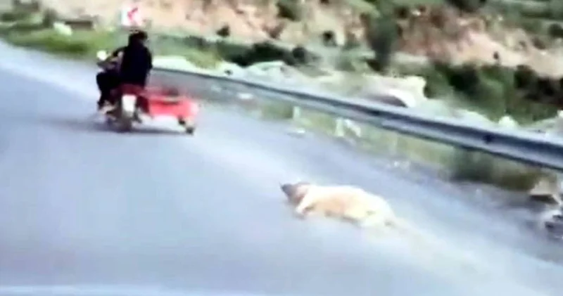 Vicdanları sızlatan olay: Köpeği sürükleyen genç gözaltına alındı