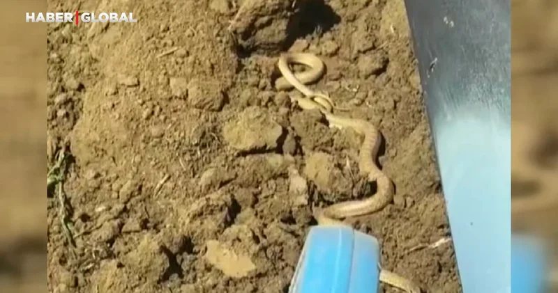 Tarla sürerken, 2 metrelik yılanların çiftleşme dansını böyle görüntüledi