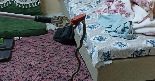 Eve giren yılan, itfaiye görevlilerince yakalandı Mersin Haberleri