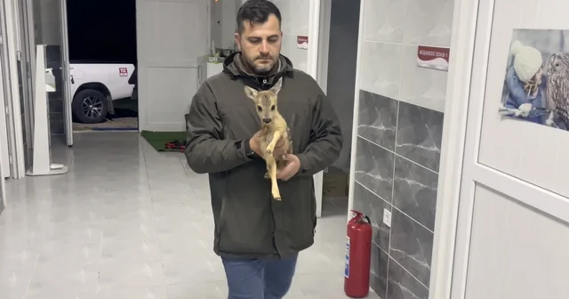 Sinop ta doğada annesiz ve bitkin bulunan yavru karaca koruma altına alındı Sinop Haberleri