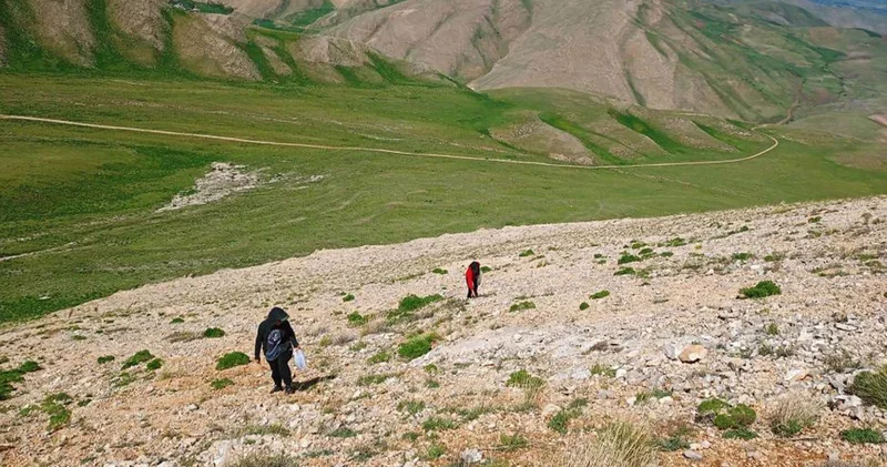 Uzmanlardan heliz otu ve mantar zehirlenmesi uyarısı