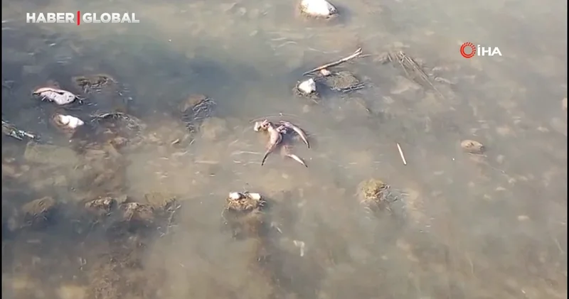 Diyarbakır da Dicle Nehri nde şaşırtan anlar 4 tane birden görüldü