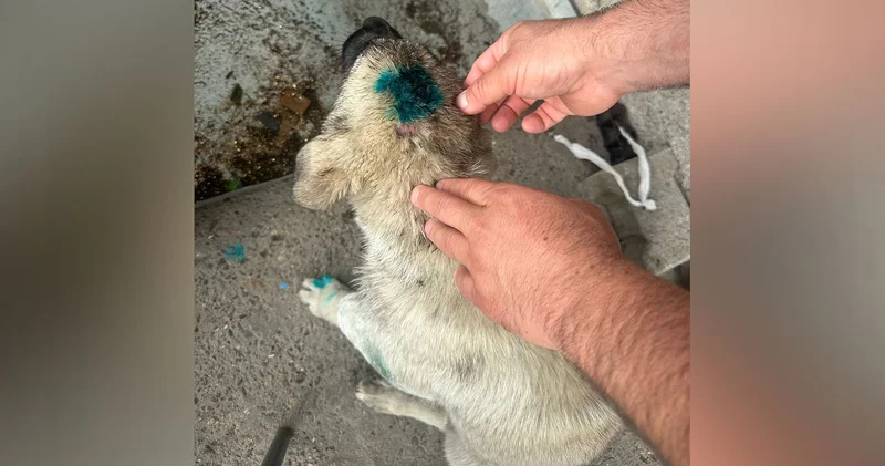 Zonguldak ta bir erkek, yavru bir köpeği ısırdı