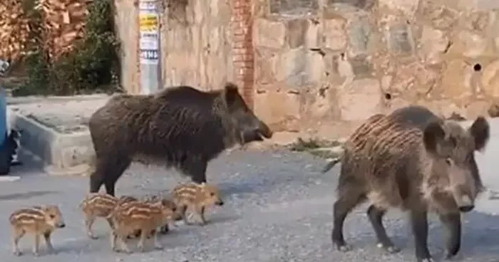 Doğa koruma ekipleri yaban domuzları için harekete geçti