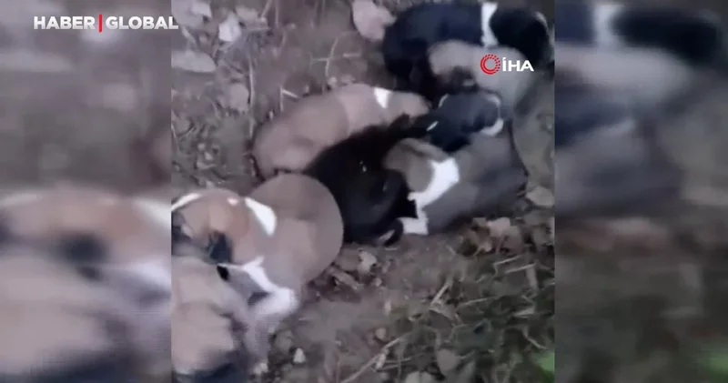 Çiftçinin dikkati 8 köpek yavrusunu ölümden kurtardı
