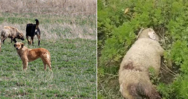 Sinop ta başıboş köpekler 2 küçükbaş hayvanı telef etti Sinop Haberleri
