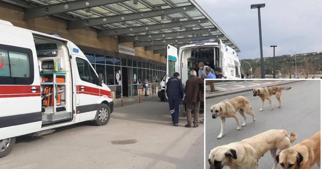 Muğla da sahipsiz köpeklerin saldırdığı çocuk yaralandı: Savcılık soruşturma başlattı Muğla Haberleri