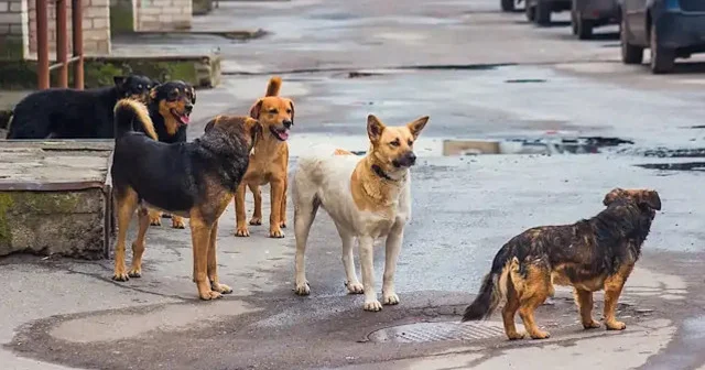 TÜGVA dan YTÜ deki sahipsiz köpek saldırılarına ilişkin açıklama Gündem Haberleri