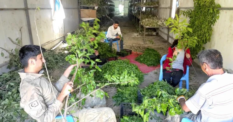 10 yıl önce 3 aile ile başladı, şimdi tüm ilçenin gelir kapısı oldu; 100 kilosu 100 bin lira kazandırıyor