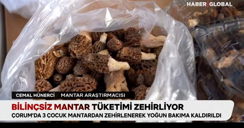 Bilinçsiz mantar tüketimi zehirliyor: Peki zehirli mantarlar nasıl anlaşılır?