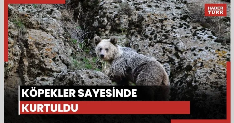 Köpekler sayesinde kurtuldu