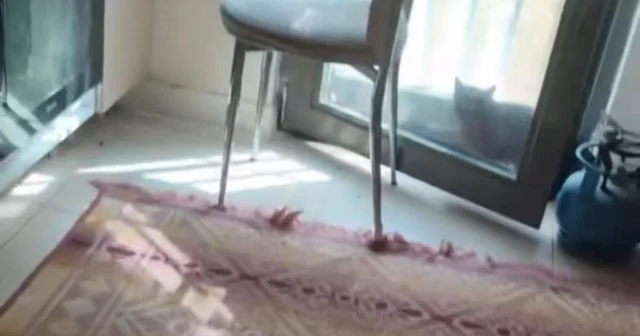 Diyarbakır Mutfağa giren yılanı gören kedi böyle sıçradı VİDEO İZLE