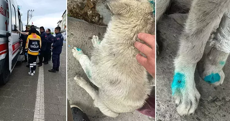 Zonguldak ta tepki çeken olay! Köpeği ısırdı, ortalığı birbirine kattı