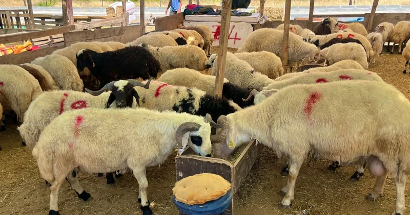 İzmir Aliağa da kurbanlık kesim fiyatları belli oldu