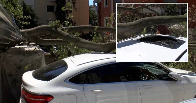 Kadıköy de inşaat alanındaki ağaç otomobilin üstüne devrildi İstanbul Haberleri
