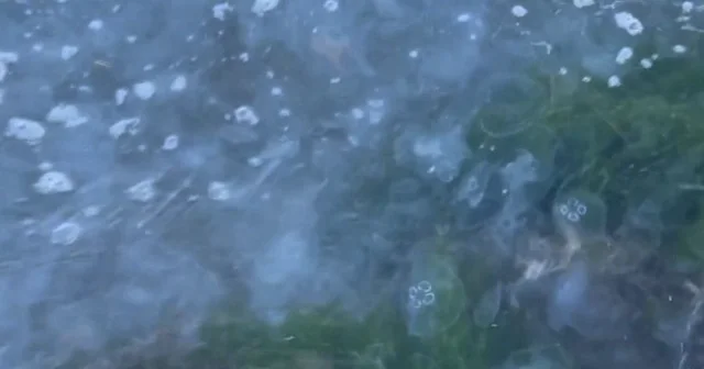 Karadeniz’de denizanası yoğunluğu dikkati çekiyor VİDEO İZLE