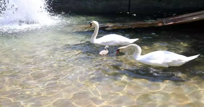 Ankara’daki Kuğulu Park’ta 15 yıl sonra ilk kez beyaz kuğu doğdu