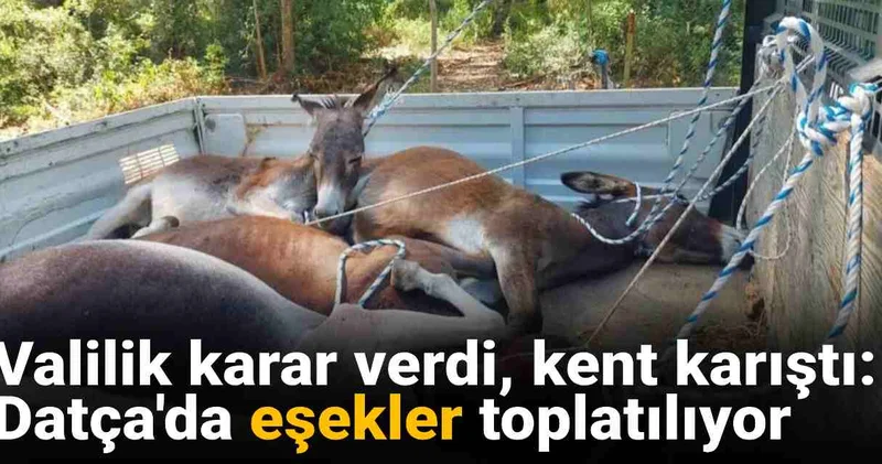 Valilik karar verdi, kent karıştı: Datça da eşekler toplatılıyor