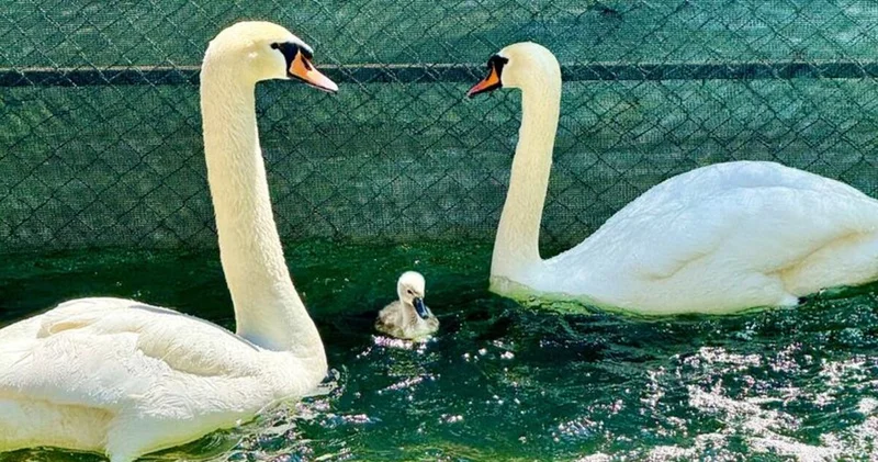 Kuğulu Park’ta 15 yıl sonra ilk kez beyaz kuğu doğdu