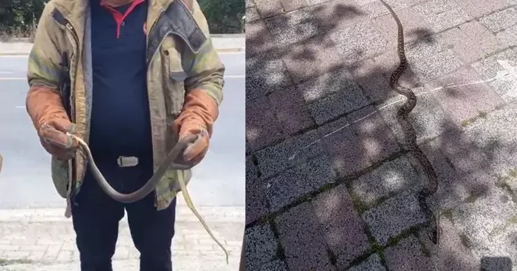 Havalar ısındı her yeri bastılar! İstanbul da yılan paniği! En riskli 7 ilçe açıklandı