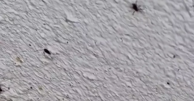 İstanbul’da kene var mı? İstanbul’da ilaçlama işi yapan bir vatandaş binayı saran keneleri görüntüledi VİDEO İZLE