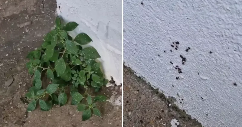 Dikkat edin diyerek paylaştı! İstanbul dan endişe yaratan görüntü