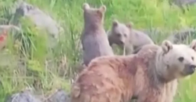 Nemrut’un maskot ayıları geri döndü VİDEO İZLE