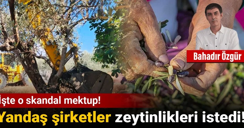 Yandaş şirketler zeytinlikleri istedi: İşte o skandal mektup!