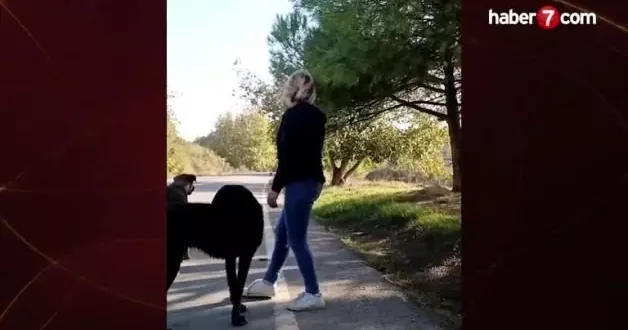 Sürücülere sokak köpekli tuzak!