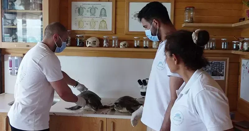 Nesli tehlikedeki 2 deniz kaplumbağası ölüsü kıyıya vurdu